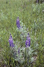 Lupines